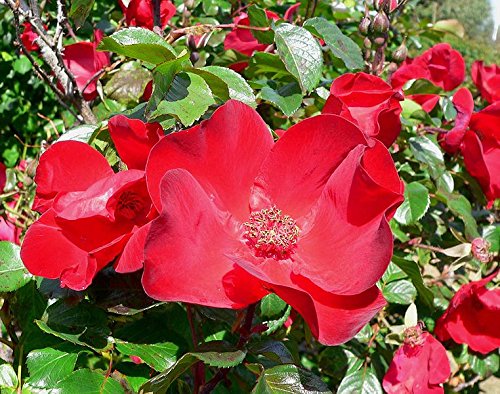 Amazon.com: 30 JAPANESE RED ROSE Bush Rosa Rugosa Rubra Rugrose